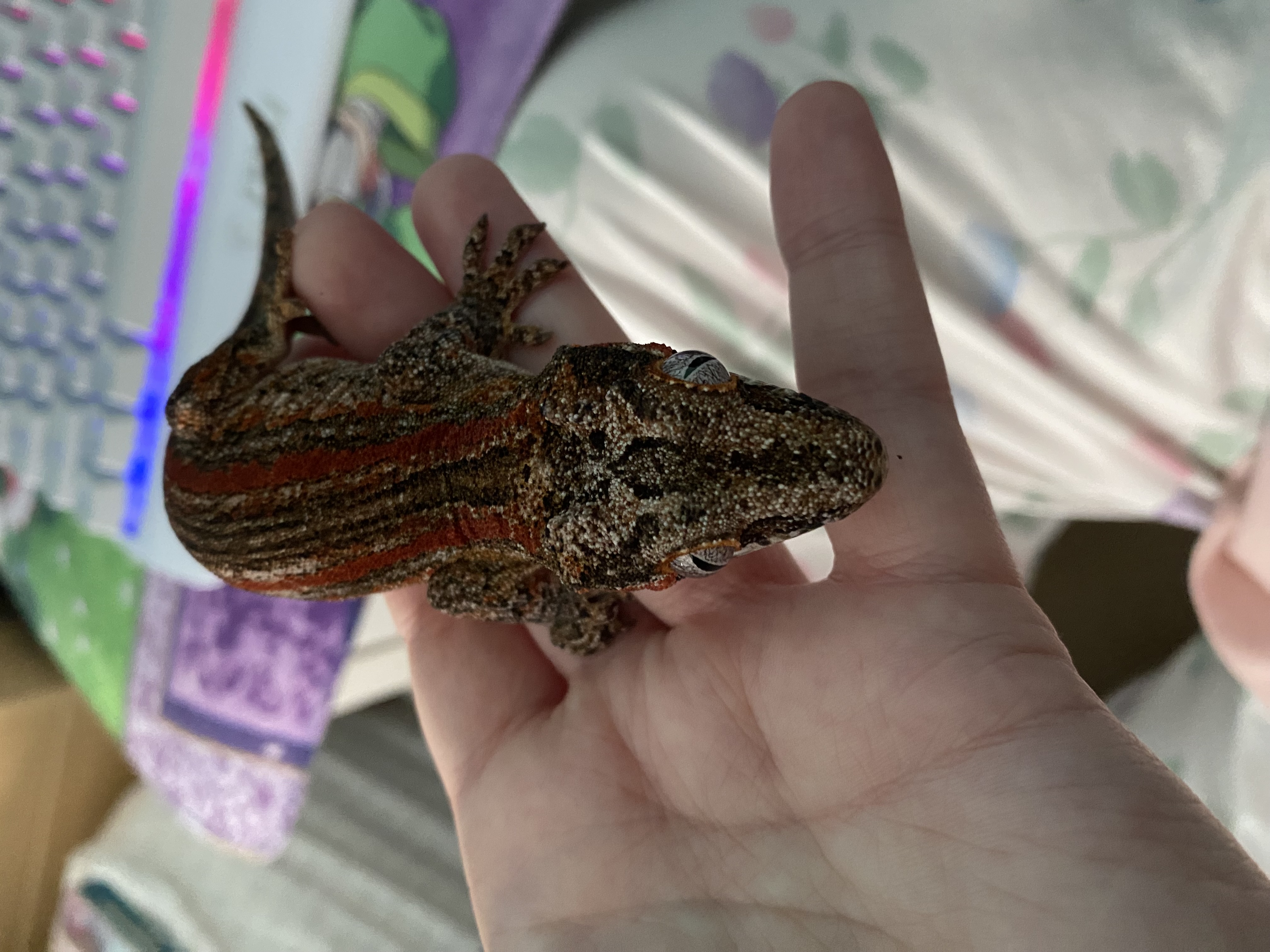 Eddy the gargoyle gecko (He is BABY)